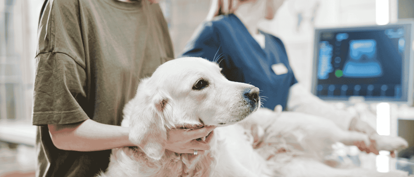 chien âgé au vétérinaire